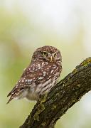 Steinkauz - Little Owl (Athene noctua)